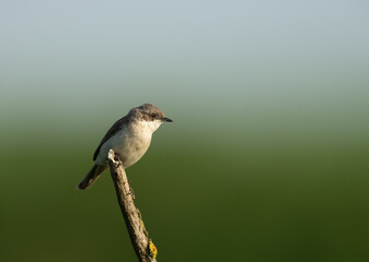 Lesser Whitethroat perched on tree branch