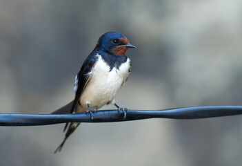 Portrait of a barn swallow perched on a metal wire