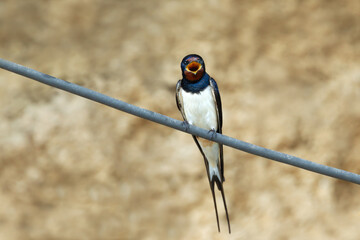 Portrait of Barn Swallow calling while perched on wire