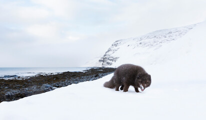 Blue morph Arctic fox foraging on a snowy shoreline in Iceland