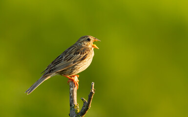 Portrait of Corn Bunting singing on tree branch