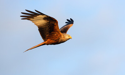 Red kite soaring in flight against blue sky