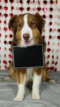 St. Valentine's Day concept. Funny Aussie dog with empty chalkboard for notes - brown Australian shepherd indoor on white background with red shiny hearts. Pet in love celebrating valentines day