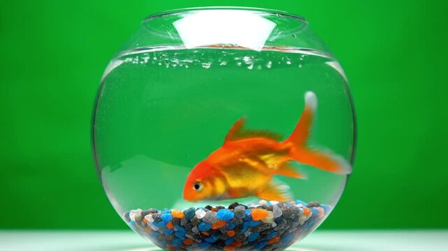 Goldfish in glass bowl on green background