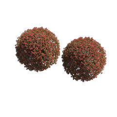 Two spherical flowering plants with red buds and green leaves on png isolated transparent background black background