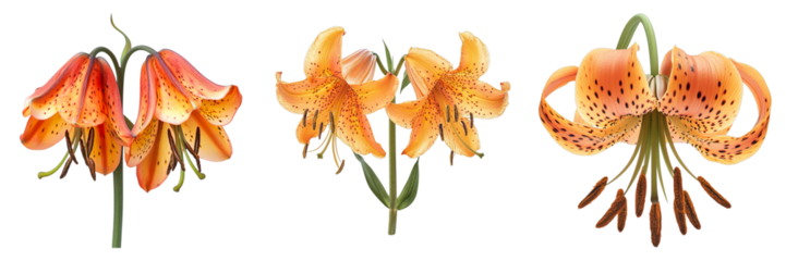 Lily Trio: A vibrant trio of tiger lilies, their flamboyant orange petals speckled with dark spots, showcasing nature's artistic flair.