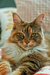 Obraz premium Front view portrait of a beautiful Maine Coon cat looking at camera, fluffy calico cat.