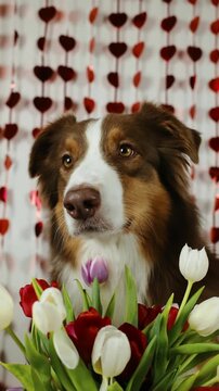 Happy Valentines Day concept. Funny Aussie dog - brown Australian shepherd indoor with bouquet of spring tulip flowers on white with red shiny hearts. Pet in love celebrating valentines day