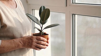 Older adult holding a potted plant by a window Retirement Living concept
