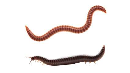 Fototapeta premium Two segmented, elongated invertebrates against a stark black backdrop. One is reddish, the other dark. They show tiny legs