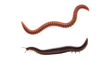 Two segmented, elongated invertebrates against a stark black backdrop. One is reddish, the other dark. They show tiny legs