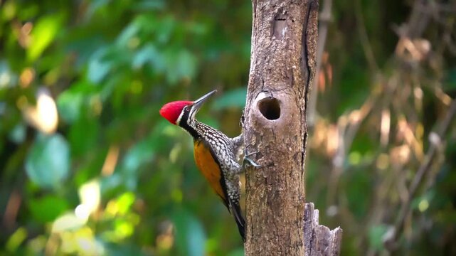 Common flameback woodpecker drinking water from a natural tree cavity in tropical forest