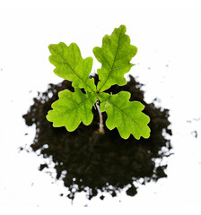 Vierbl&auml;ttriges Eichenblatt w&auml;chst in schwarzer Erde