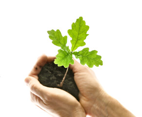 Vierbl&auml;ttriges Eichenblatt w&auml;chst in schwarzer Erde aus einer Hand