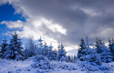 Piękna mrożna zima w g&oacute;rskich lasach
