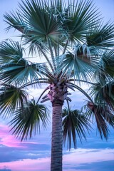 Palm tree silhouetted against a colorful twilight sky.