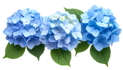 Close-up of three vibrant blue flower clusters with green foliage against a black background