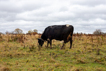 Lone dairy cow, tethered, grazes freely in a meadow, eating grass