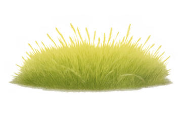 Green grass patch growing with sharp blades on transparent background for natural landscaping elements