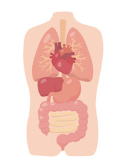 Human Body Anatomy Diagram Showing Internal Organs