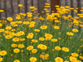 Fototapeta premium Aufnahme der gelb blühenden Färber-Hundskamille (Anthemis tinctoria) in einem Garten.
