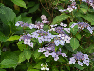 Zu sehen ist eine Nahaufnahme der Bl&uuml;ten einer japanischen Hortensie (Hydrangea serrata).