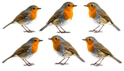Six robins with orange breasts and gray bodies on a transparent black background