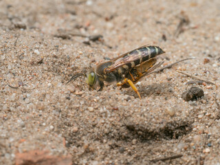 Diese Nahaufnahme zeigt eine Kreiselwespe (Bembix rostrata) bei der Arbeit. Das Insekt wurde zuvor von der Wespe erbeutet und nun in ihr Nest im Sand transportiert.
