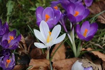Fotobehang Krokus Close-up from above of slightly open blue crocus flowers in the garden with one single white crocus  © Bianca