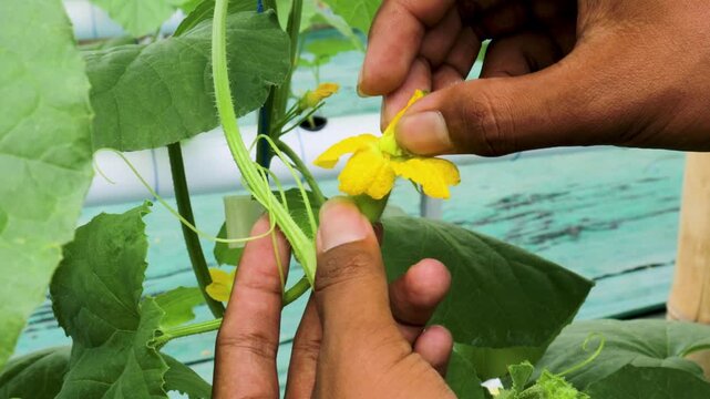 A melon farmer using the hydroponic method is pollinating the plants.