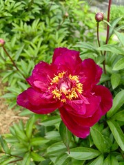 A burgundy peony grows in the garden, a beautiful flower.