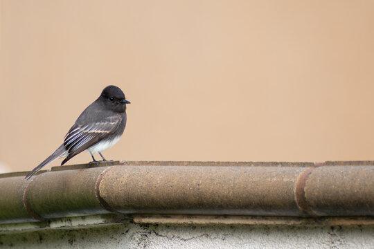 Black phoebe
