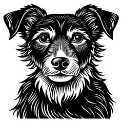 Portrait of a black and white dog