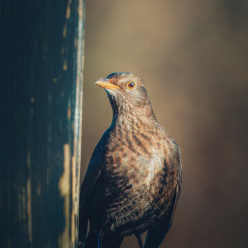 A detailed close-up of a female Common Blackbird (Turdus merula) showing soft brown speckled plumage. The bird is perched next to a dark wooden post, illuminated by warm, directional sunlight against 