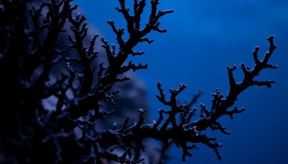 Intricate black coral branching structure, dark against lighter background,  nature,  abyssal