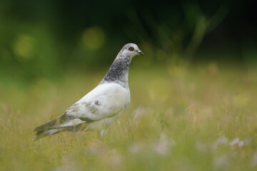A wild domestic pigeon walks on the ground (Columba livia domestica). portrait of a common pigeon. 