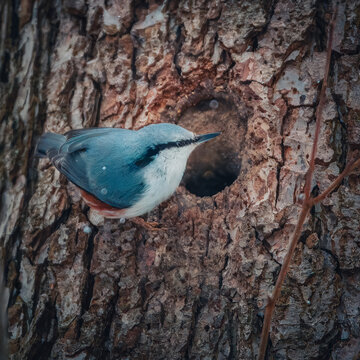 A close-up of a Eurasian Nuthatch (Sitta europaea) with its distinctive blue-grey upperparts and black eye stripe. The bird is perched on the rough bark of a tree trunk, positioned right next to a cir