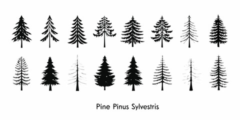 A collection of pine trees in various shapes and sizes silhouetted