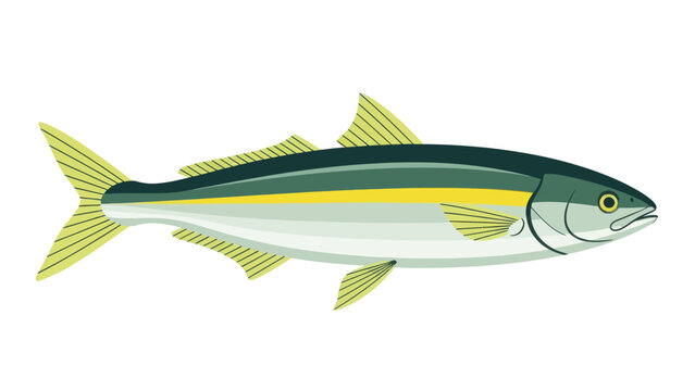 Yellowtail amberjack fish vector illustration