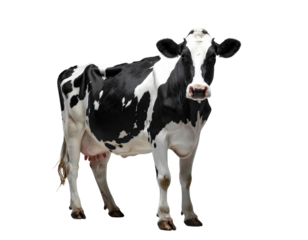 Firefly____Isolated Foam Finger Number One 185863.jpg - Firefly___Isolated dairy cow standing in studio, Holstein black and white, farm animal mammal 816151.jpg (3)