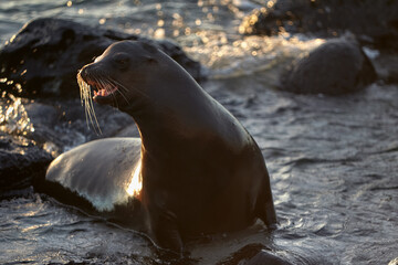 Naklejka premium Galápagos Locals. A typical afternoon on San Cristóbal Island. These playful sea lions are never shy about sharing their home with those who visit.