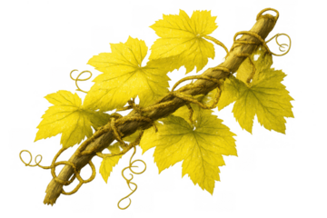 Yellow grapevine leaves and tendrils wrapping on a brown branch, depicting autumn foliage with a transparent background