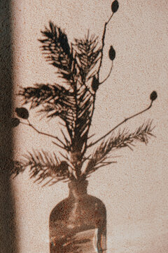 ombres d'une branche de sapin et de baies d'&eacute;glantier sur un mur  de maison  symbolique de la p&eacute;riode de No&ecirc;l  , les choses simples 