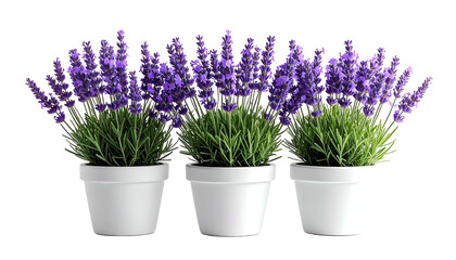 Three potted lavender plants with vibrant purple blooms, against a black background