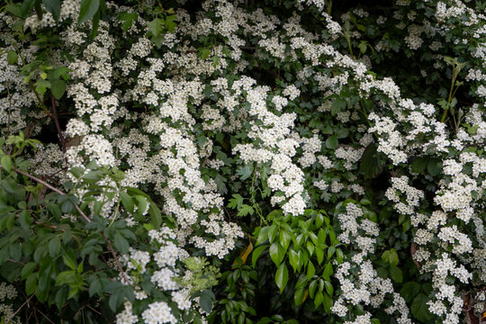 Vibrant white flowers blooming on a shrub, surrounded by lush green leaves. A fresh and natural scene, perfect for spring, beauty, and floral themes. (Crataegus spp.)