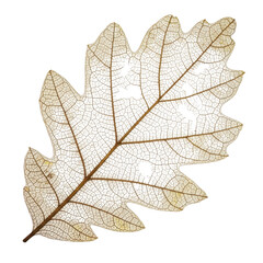 Fototapeta premium Delicate veins of a translucent autumn leaf isolated on transparent background