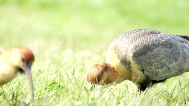Group of wild bandurria birds pecking in the grass, Patagonian wildlife, Close up of wild ibis birds foraging together in a sunny field, nature background