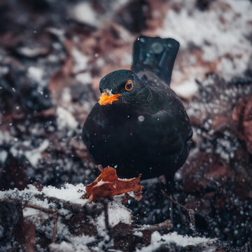 A close-up, front-facing view of a male Common Blackbird (Turdus merula) with striking black plumage and a bright orange-yellow eye ring. The bird is foraging through snow and fallen autumn leaves, wi