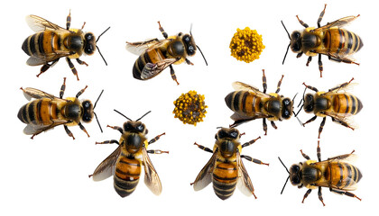Honeybees isolated on black, with pollen; detailed macro of flying insects