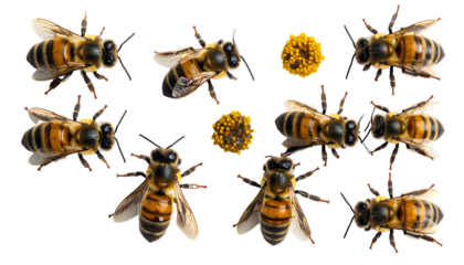 Honeybees isolated on black, with pollen; detailed macro of flying insects